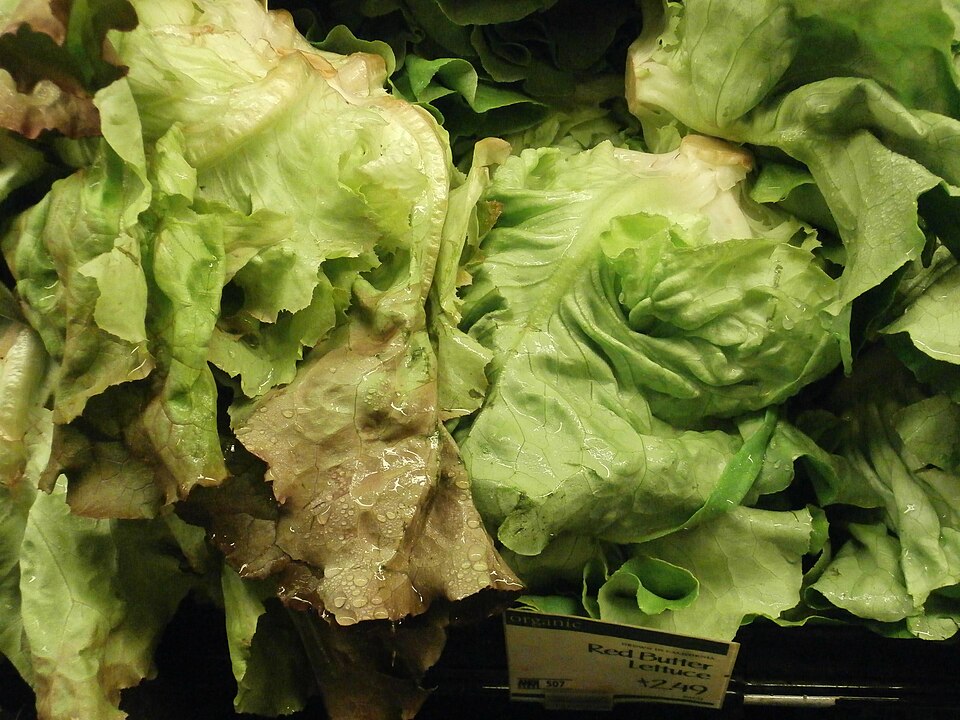 Lechuga costina